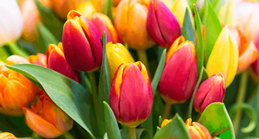 flowers image