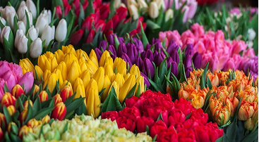 flowers image